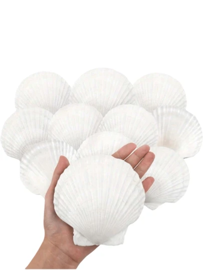 10pcs Large Natural Scallop Shells, 4''-5'' (10-12cm )2''-3''(5-8cm )Large Shell For Crafts, DIY Painting, Baking And Beach Wedding Decorations - Large White Seashells Bulk For Ocean Themed Parties And Home Decor Beach Party Best Gifts Birthday Graduation