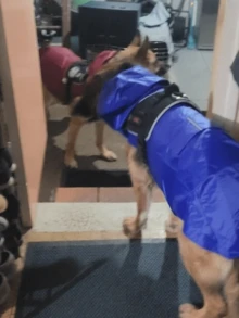 Small Middle Large Dog Raincoat Adjustable Pet Water Proof Clothes Lightweight Rain Jacket Poncho Hoodies With Strip Reflective L-6XL - Blue - View 5