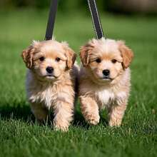 Two Point Control Dog Leash, Works With No Pull Harnesses, Dog Training Leashes, No Pull Padded And Reflective Walking Lead, Converts To Single Leash For Medium Large Dogs - Multicolor - View 2