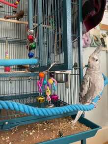 1个可弯曲双头木螺丝鹦鹉攀爬架鸟类栖木玩具，四季皆宜 - 藍色 - 查看 7