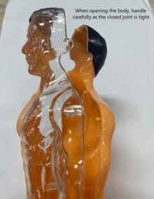 28CM Human Anatomy Model, Skeleton Model For Observing Bones And Movements, Suitable For Scientific Learning And Education - multicolor - View 13