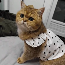 1件/宠物猫波点公主风裙子，适合夏季，采用轻薄面料制成，适合蓝色猫咪、金色狗狗和小型犬。 - 白色 - 查看 4