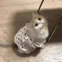 1件/宠物猫波点公主风裙子，适合夏季，采用轻薄面料制成，适合蓝色猫咪、金色狗狗和小型犬。 - 白色 - 查看 6