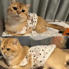 1件/宠物猫波点公主风裙子，适合夏季，采用轻薄面料制成，适合蓝色猫咪、金色狗狗和小型犬。 - 白色 - 查看 8