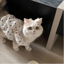 1件/宠物猫波点公主风裙子，适合夏季，采用轻薄面料制成，适合蓝色猫咪、金色狗狗和小型犬。 - 白色 - 查看 2