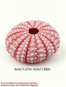4/6/8/10件裝天然貝殼與海螺系列：海膽殼標本手工藝品，居家收藏裝飾，空氣植物植栽架 - 多色 - 查看 3
