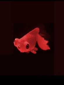 1PC Realistic Artificial Goldfish, Lifelike Dynamic Floating Aquarium Ornament, Colorful Moving Fake Fish Decoration For Fish Tank Home Decor - various - View 6