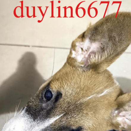duylin6677