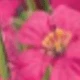 Rosa Fucsia