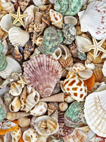 1000g/500g-Natural Shell And Conch Decoration, Natural Sea Scallops, Mixed Starfish And Sea Scallops, Various-Sized Sea Scallop Decoration, Beach-Themed Parties, DIY Handicrafts, Fish Tank Filling, Home Decoration, Wedding Decoration