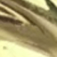 金色