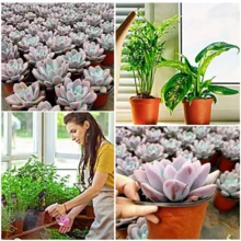 5/10/20/30/100个双色塑料花盆，加厚育苗盆，适用于幼苗培育，一次性耐用设计，适合多肉植物和小型盆栽植物 - 彩色 - 查看 3