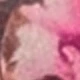 Rose bonbon