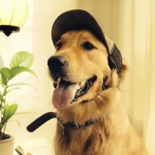 Dog Sunscreen Baseball Cap With Ear Holes - Adjustable Outdoor Sports Hat For Small, Medium & Large Dogs | UV Protection, Breathable Pet Sun Hat - Royal Blue - View 5