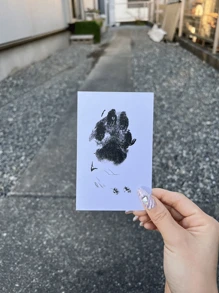1pc Simple Pet Paw Print Pad, Used For Commemorating The Growth Of Pets