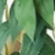 Nhiều màu