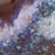 Aranhas J76