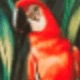 Estampa araras