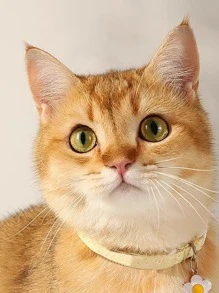 1pc Kitten/Puppy Pet Collar, Daisy Cat Accessory With Collar, Suitable For Female Cats, Male Cats, Puppies, Small Dogs, Medium Dogs, Large Dogs