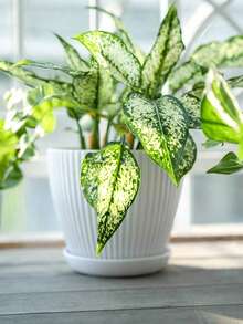 1 个带托盘的塑料花盆室内花盆，3 种不同尺寸的园艺容器现代装饰花盆 - 白色 - 查看 8