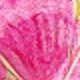 Rosa Fucsia
