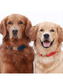 Navy Velvet Rose Gold-Tone Zinc Alloy Buckle Pet Dog Collar, Adjustable Size Fits Small, Medium And Large Dogs, Soft Velvet Material, Sturdy Zinc Alloy Buckle, Durable Metal Clasp Allows Easy On/Off, Great For Holiday And Birthday Gifts (Slight Color Variation Due To Fabric Batch)