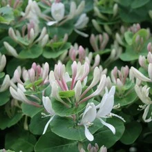 250 Honeysuckle Flower Seeds For Planting - 250Pcs - View 3
