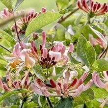 250 Honeysuckle Flower Seeds For Planting - 250Pcs - View 6