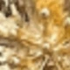 Dorado