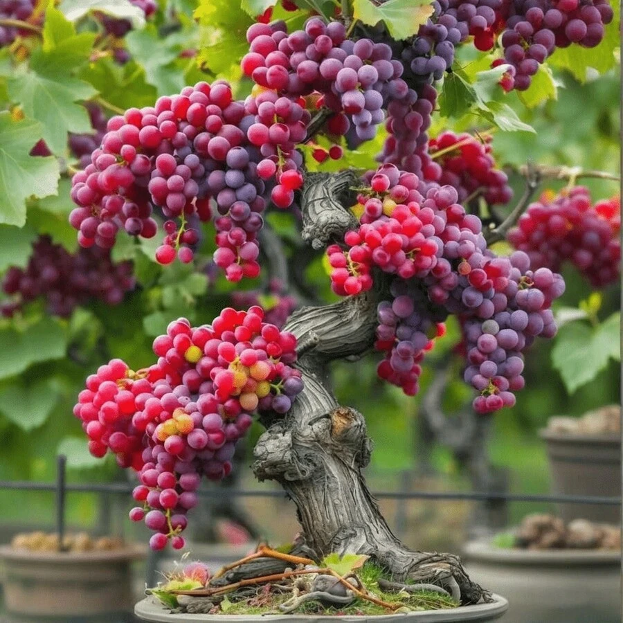 Lilac Rose, Garden Decoration For Outdoor, Flowers, Plants, Fruit And Vegetables, Suitable For Plant Lovers As A Gift Of Nature - 50pcs/seed - View 1