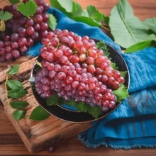 Lilac Rose, Garden Decoration For Outdoor, Flowers, Plants, Fruit And Vegetables, Suitable For Plant Lovers As A Gift Of Nature - 50pcs/seed - View 3