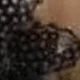 الأسود