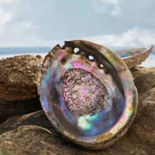 1 个 2.7-5.54 英寸大鲍鱼壳，鲍鱼壳香炉，用于燃烧鼠尾草，家居装饰，房间装饰，可用于瑜伽馆，适用于露营，花园，露台，经典烛光晚餐道具，装饰品 - 彩色 - 查看 6