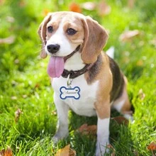 Placas de identificación grabadas para mascotas, placa de identificación personalizada con cualquier nombre y texto, etiqueta de nombre de perro personalizada con brillo, etiqueta de identificación en forma de hueso para cachorros y mascotas, suministros de regalo de Navidad - Multicolor - Ver 4