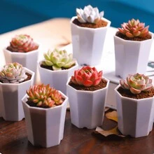 Horticulture Nature 50 Pcs Real Rare Succulent Plants Seeds Assorted Real Succulents Rare Indoor House Plants For Home Garden Wedding Decor Party Favor - A Pack Of 50 Pieces - View 3