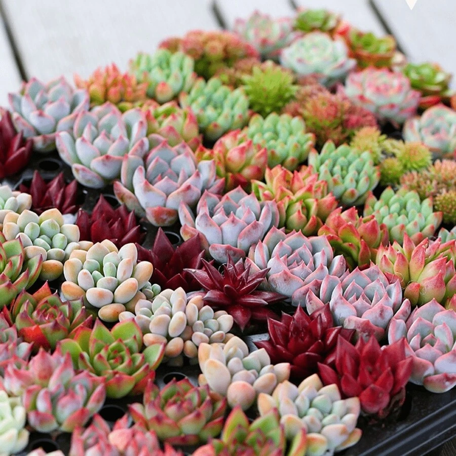 Horticulture Nature 50 Pcs Real Rare Succulent Plants Seeds Assorted Real Succulents Rare Indoor House Plants For Home Garden Wedding Decor Party Favor - A Pack Of 50 Pieces - View 1