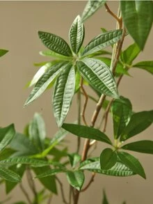 1/2 片 112厘米人造桉树叶，仿真桉树枝，适用于墙面、客厅、卧室、婚礼、派对装饰、桌面摆设。家居、书桌装饰、厨房、婚礼、餐桌、中心摆件、办公室、花园、户外、房屋、庭院装饰，适合春、夏、秋、冬四季。 - 綠色 - 查看 4