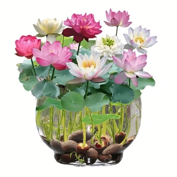 50 Lotus Seeds For Year-Round Indoor Soilless Cultivation And Long Flowering Period