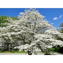 20+ Flowering White Dogwood Seeds For Planting Outdoor-Excellent Landscape Choice For All Four Seasons - 20 - View 2