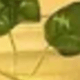 Pothos