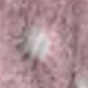 Rosa coral