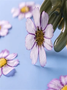 12pcs/Set Pressed Dried Chrysanthemum Flowers, DIY Real Flower Plant Specimen Bookmarks, Creative Face Decor