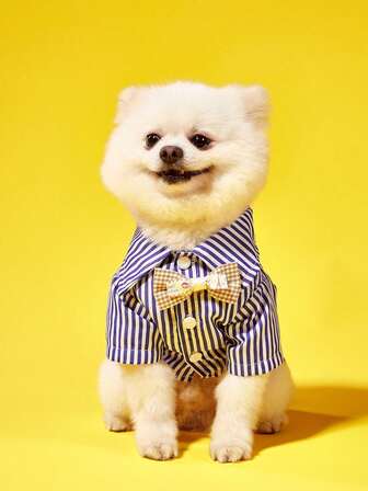 蓝色条纹宠物领结项圈，适合猫狗，四季皆宜