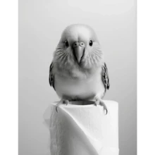 1pc Retro Black White Animal Toilet Lion Owl Cat Dog Canvas Prints For Living Room Bathroom Living Room Decor Optional Frame