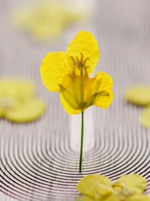 12 Dried Flowers, Pressed Flowers, Real Flower Specimens, DIY Hand-Painted Resin Accessories, Nail Art Teaching Materials, Dried Flowers, Pressed Flowers - Yellow - View 6
