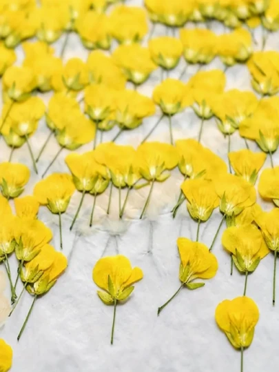 12 Dried Flowers, Pressed Flowers, Real Flower Specimens, DIY Hand-Painted Resin Accessories, Nail Art Teaching Materials, Dried Flowers, Pressed Flowers