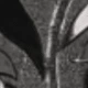 tulipán negro