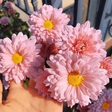 Perennial High Quality Seeds, Small Daisy Seeds, Easy To Grow In All Seasons, Cold-Resistant Potted Plants, Sun-Resistant  Series, Flower Seeds Are Beautiful And Exquisite, And Balcony Seeds Burst. Survival Rate: 98% - 340 seeds - View 1