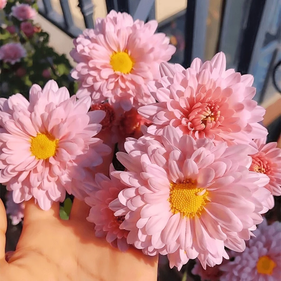 Perennial High Quality Seeds, Small Daisy Seeds, Easy To Grow In All Seasons, Cold-Resistant Potted Plants, Sun-Resistant  Series, Flower Seeds Are Beautiful And Exquisite, And Balcony Seeds Burst. Survival Rate: 98% - 340 seeds - View 1