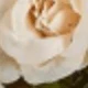Milky White